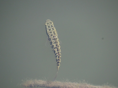 Northern Snakehead