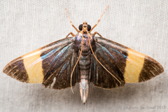 Image of Pilocrocis xanthozonalis