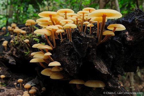 Orange Faint Foot Mushroom
