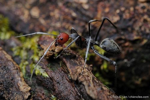 红头弓背蚁（红斑亚种）Camponotus singularis rufomaculatus