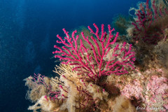 Red Gorgonian