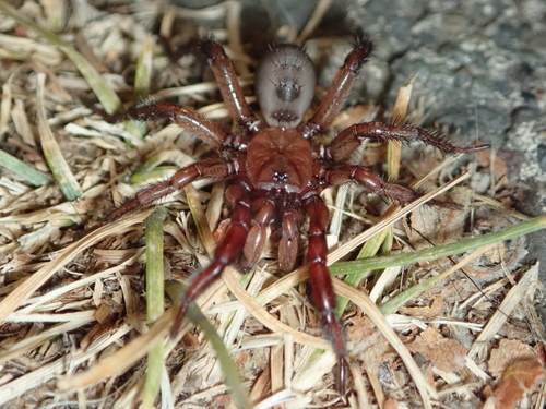 Antrodiaetus pugnax