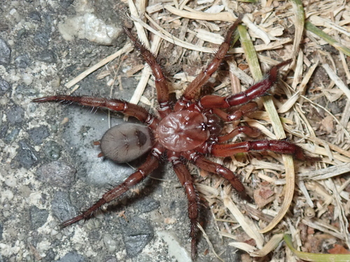 Antrodiaetus pugnax