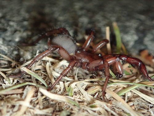 Antrodiaetus pugnax