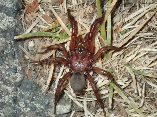 Antrodiaetus pugnax