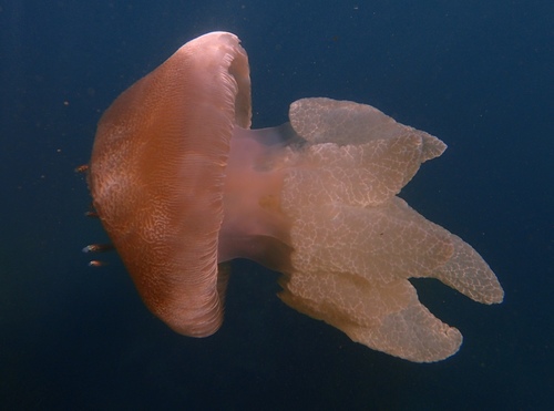 photo of Blue Blubber Jelly (Catostylus mosaicus)