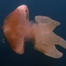 photo of Blue Blubber Jelly (Catostylus mosaicus)