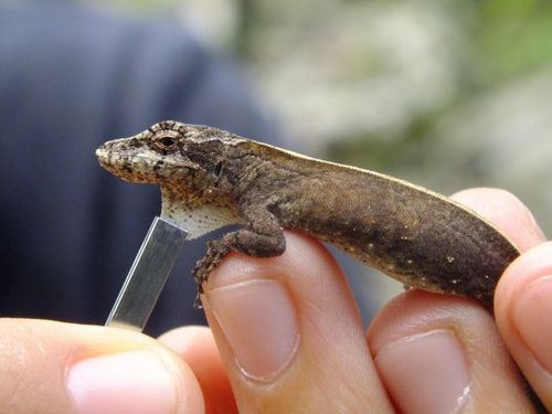 White Anole