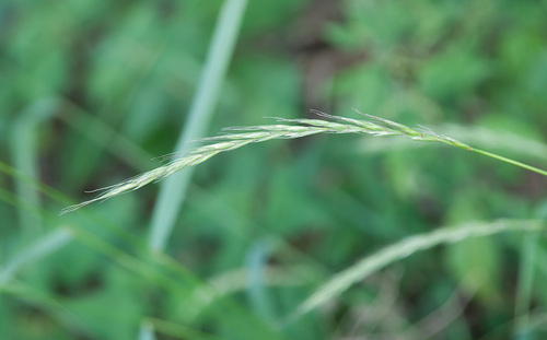 Bearded Wild Rye (Elymus caninus) · iNaturalist