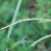 Bearded Wild Rye - Photo (c) Tig, all rights reserved, uploaded by Tig