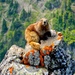 Marmota-Olímpica - Photo (c) campbell94, todos os direitos reservados
