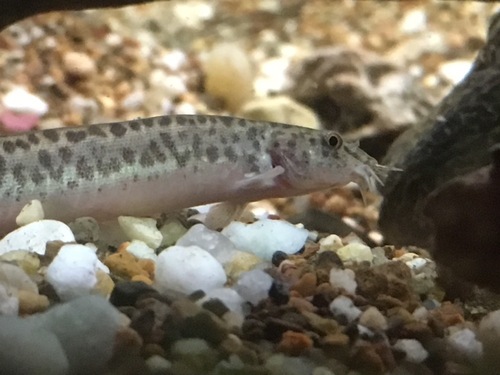 Oriental Weatherfish