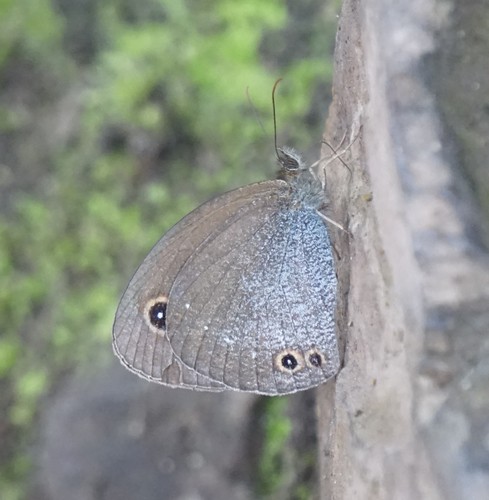 Callerebia scanda (Kollar, 1844)