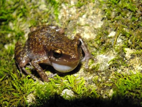 Guerrero Peeping Frog