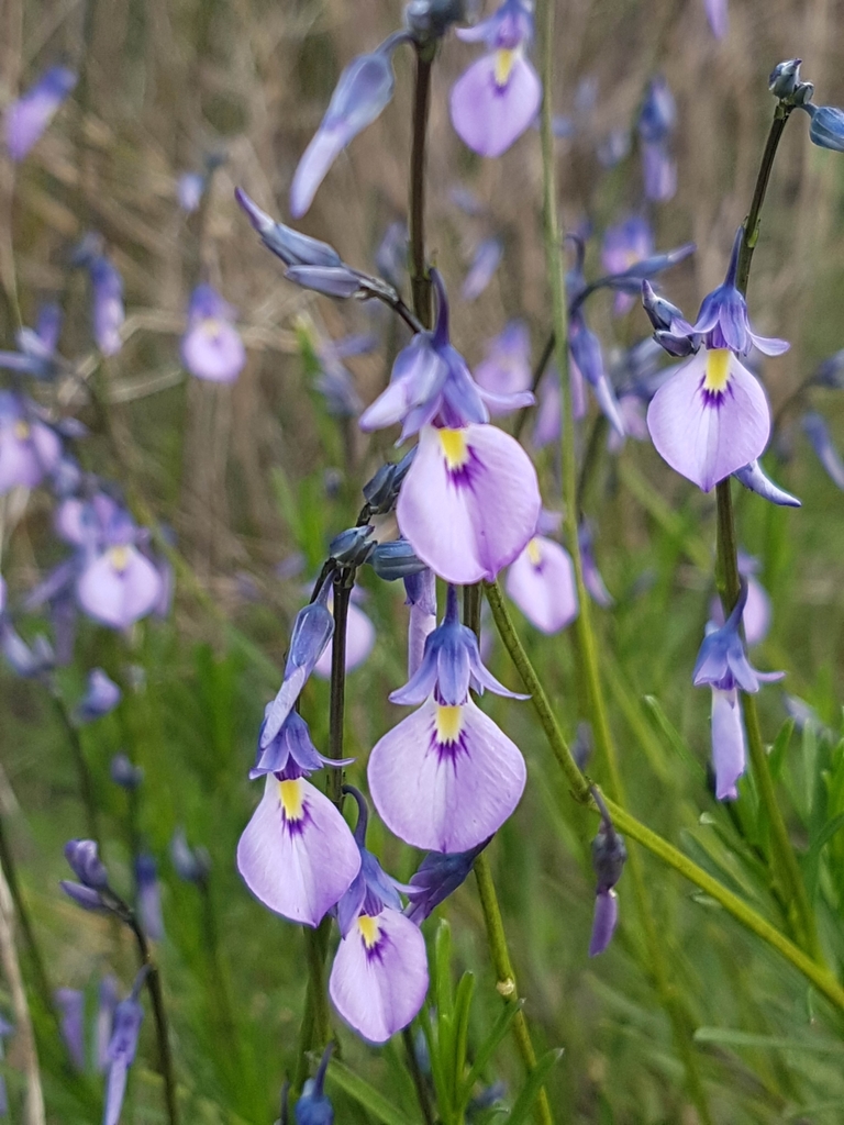 Wild violet