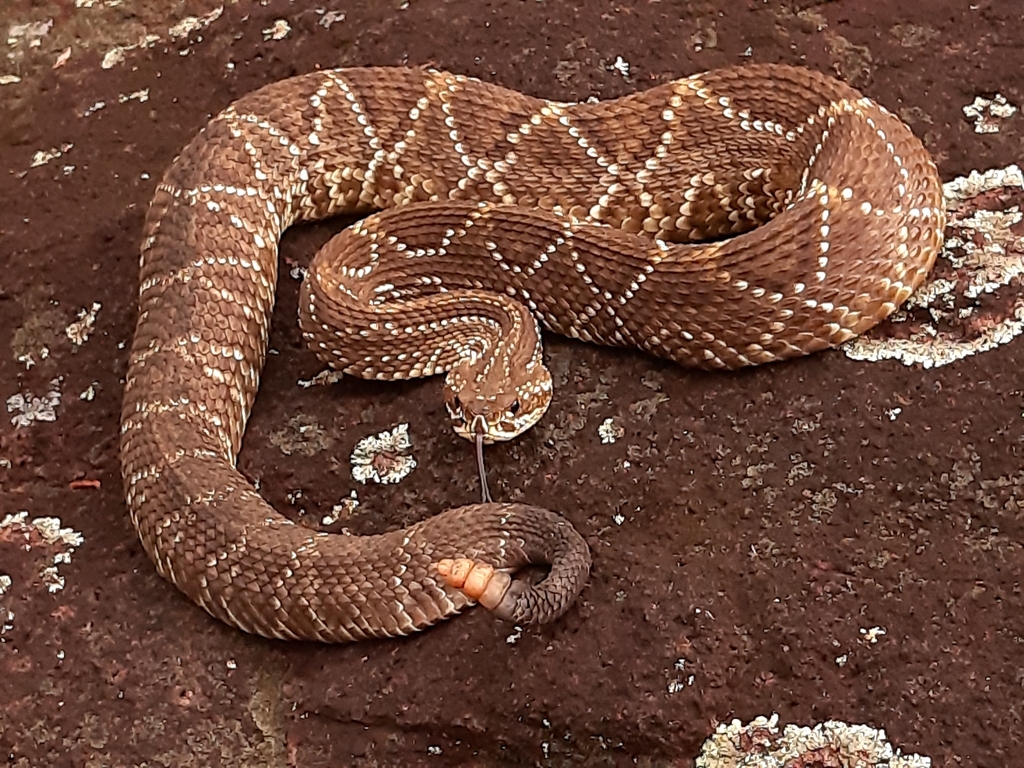 South American Rattlesnake from Vinhedo, SP, 13280-000, Brasil on June ...