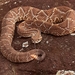 South American Rattlesnake - Photo (c) João Gabriel De Angeli Elston, all rights reserved, uploaded by João Gabriel De Angeli Elston