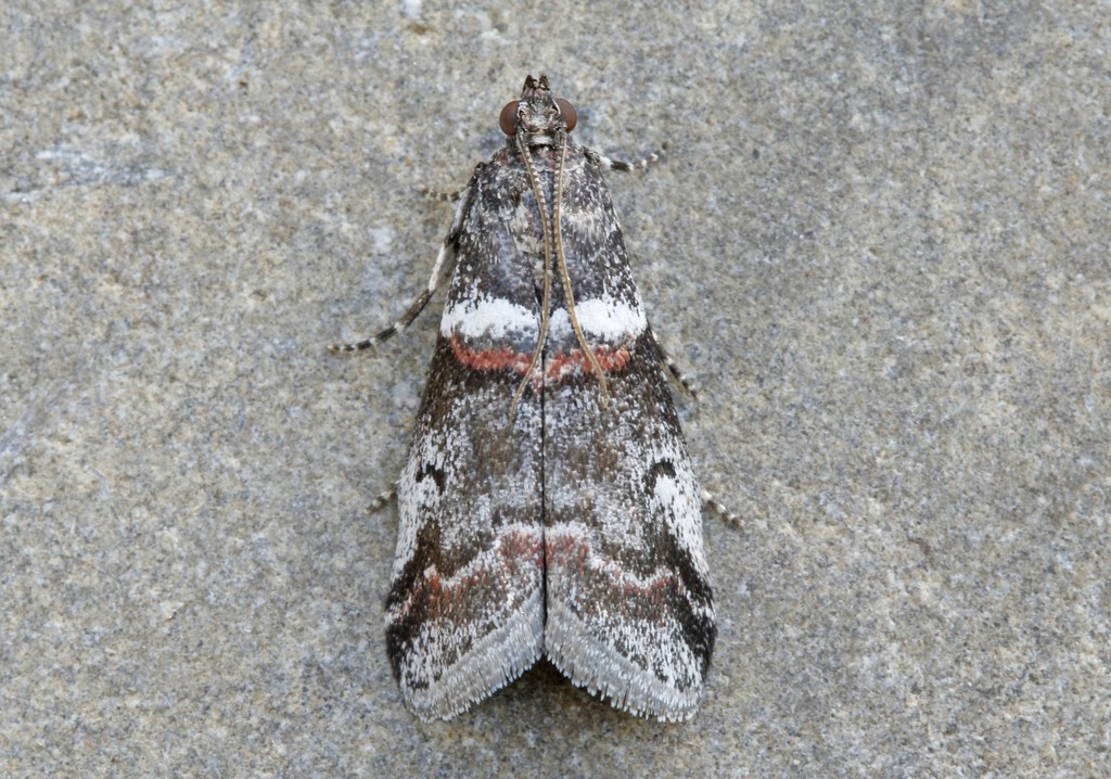 Three-Colored Leafroller