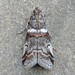 Tricolored Acrobasis Moth - Photo (c) David Beadle, all rights reserved, uploaded by dbeadle