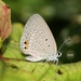 棕灰蝶 - Photo (c) Ajay Ramakrishnan，保留所有權利