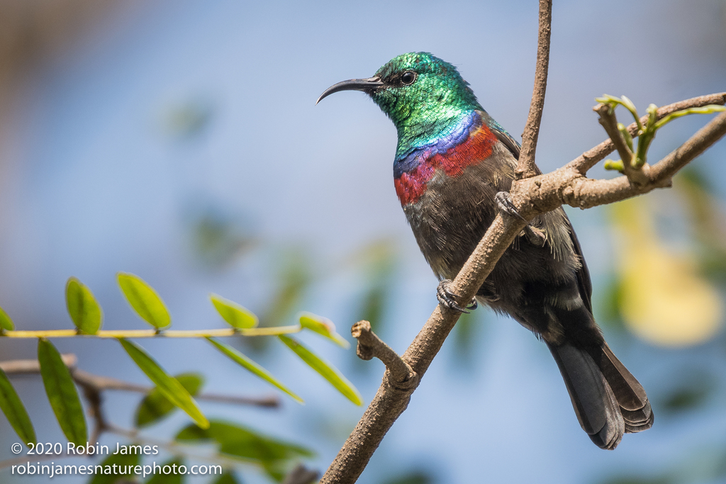 Marico Sunbird
