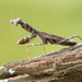 Carolina Mantis - Photo (c) William Wise, all rights reserved, uploaded by William Wise