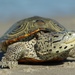 Diamondback Terrapin - Photo (c) Chance Feimster, all rights reserved, uploaded by Chance Feimster