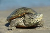 Diamondback Terrapin - Photo (c) Chance Feimster, all rights reserved, uploaded by Chance Feimster