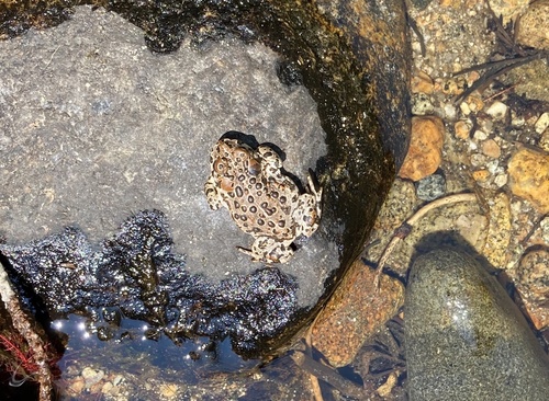 iNaturalist observation photo of Yosemite Toad