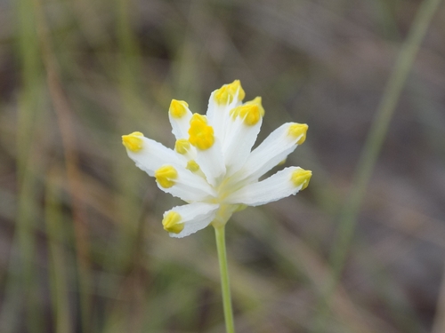 Burmanniaceae