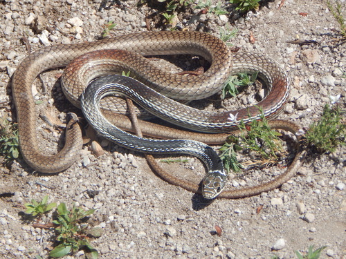 Striped Whipsnake