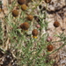 Green Prairie Coneflower - Photo (c) Eric Knight, all rights reserved, uploaded by Eric Knight