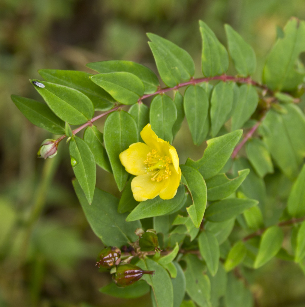 Hypericum uralum (Hypericum uralum)