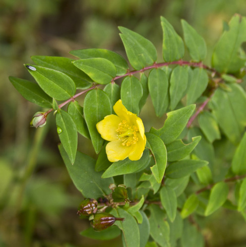 Hypericum uralum