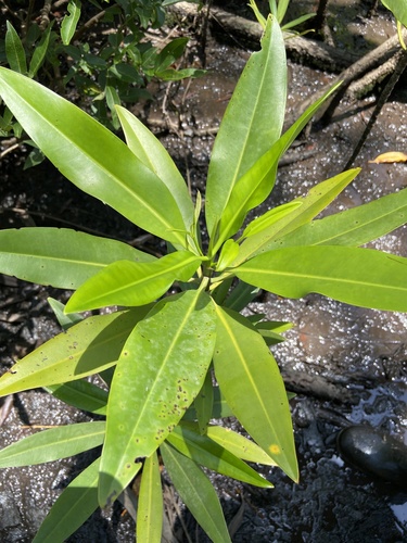 Rhizophora racemosa image