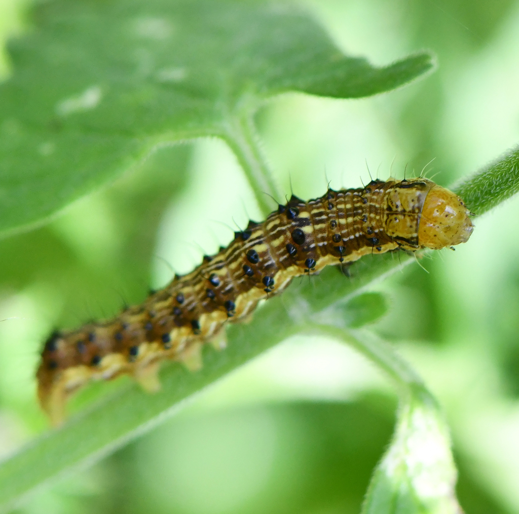 Tobacco Budworm Moth (Chloridea virescens) · iNaturalist