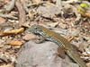 Western Mexico Whiptail - Photo (c) Daniel, all rights reserved, uploaded by Daniel