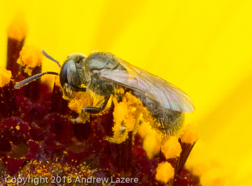 iNaturalist observation photo of Metallic Sweat Bees