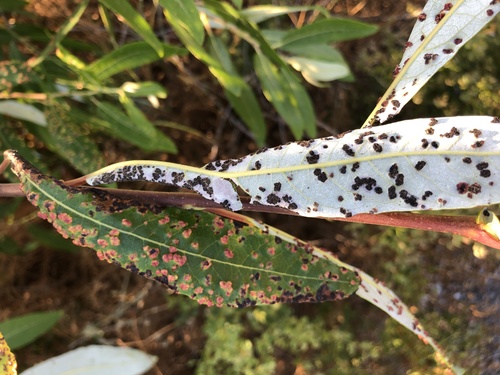 Willow Bead Gall Mite