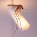 Aedes flavifrons - Photo (c) Cameron Webb, todos los derechos reservados, uploaded by Cameron Webb