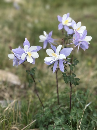 blue columbine