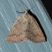Cape Moths - Photo (c) john lenagan, all rights reserved, uploaded by john lenagan