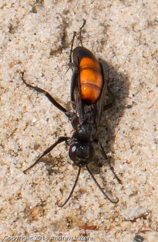 iNaturalist observation photo of Anoplius americanus ambiguus