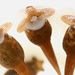 Atympanophrys - Photo (c) Benjamin Tapley, todos os direitos reservados, uploaded by Benjamin Tapley
