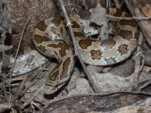 Prairie Kingsnake