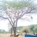 Acacia etbaica