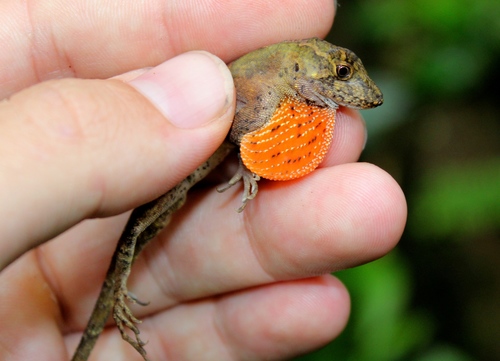 Schiede's Anole