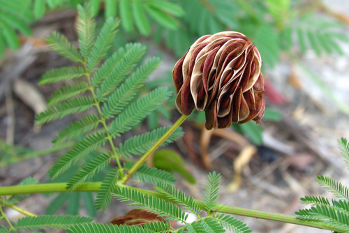 Illinois bundleflower