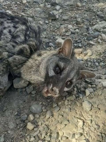 Northern Small-spotted Genet