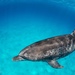 Delfín Moteado del Atlántico - Photo (c) sharkysimone, todos los derechos reservados